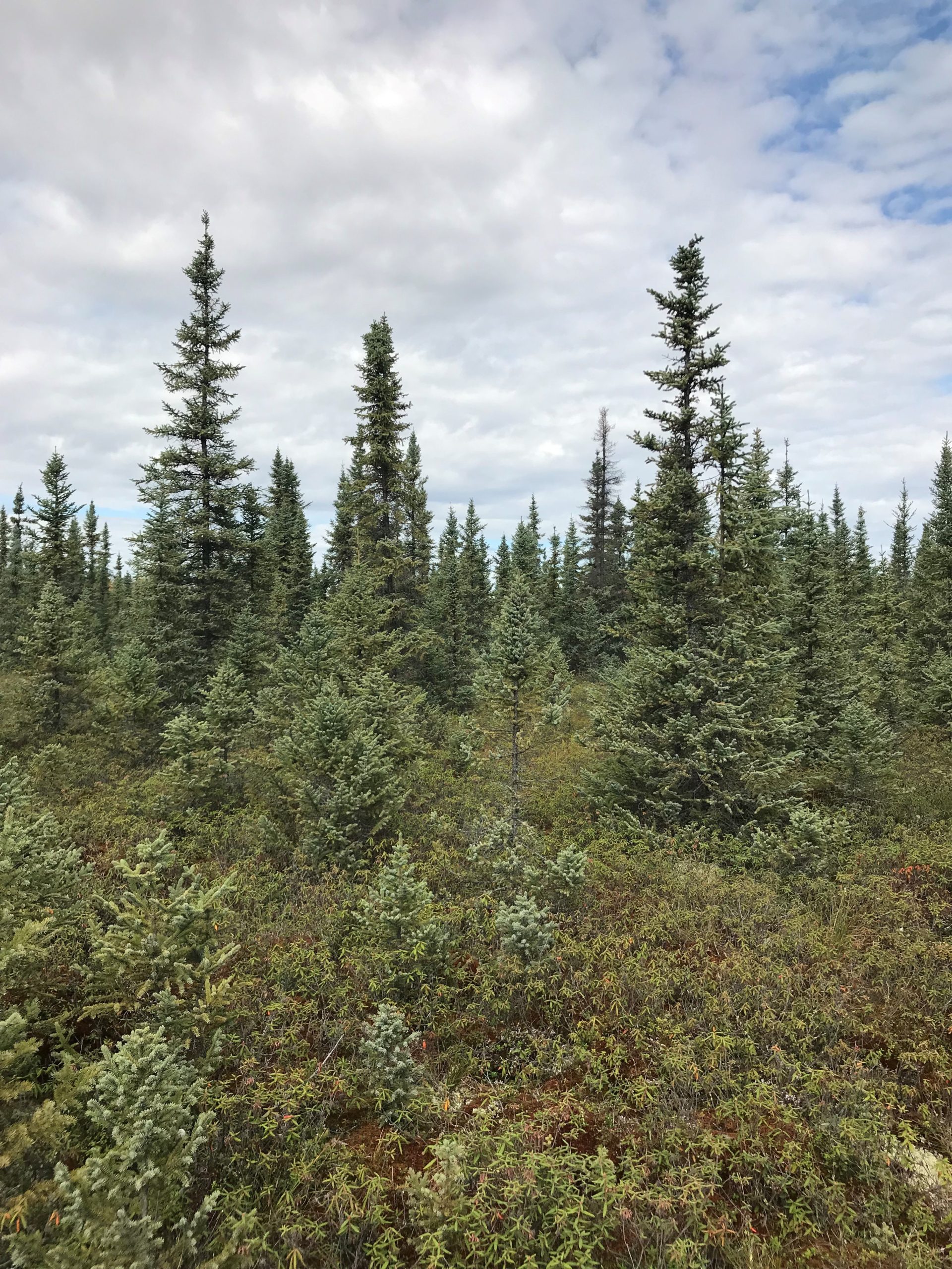 Wieder Lab – Peatland Ecosystem Ecology
